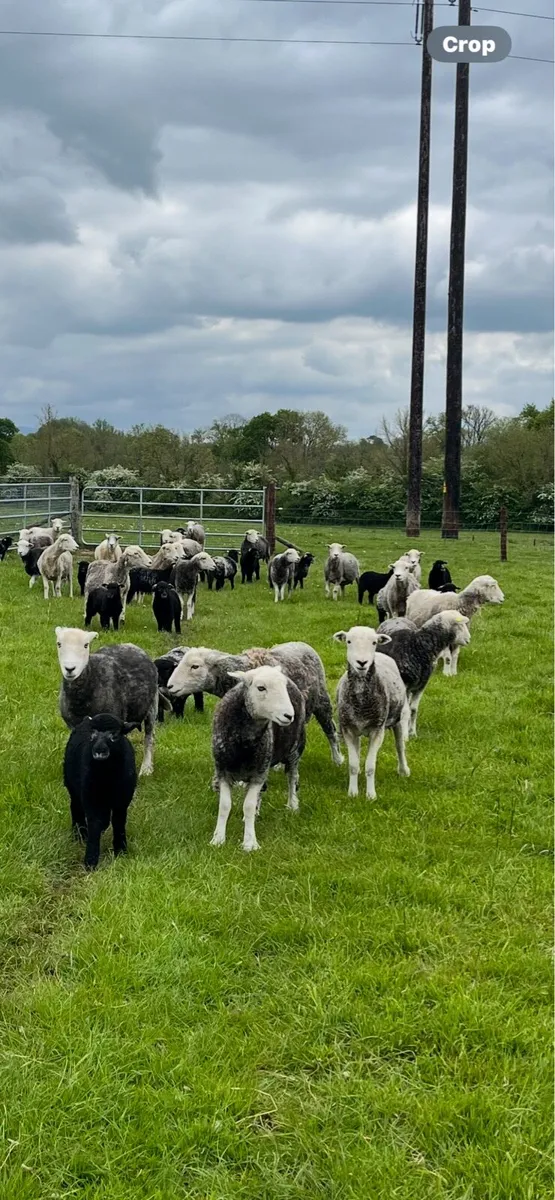 Herdwick Ewes 2024
