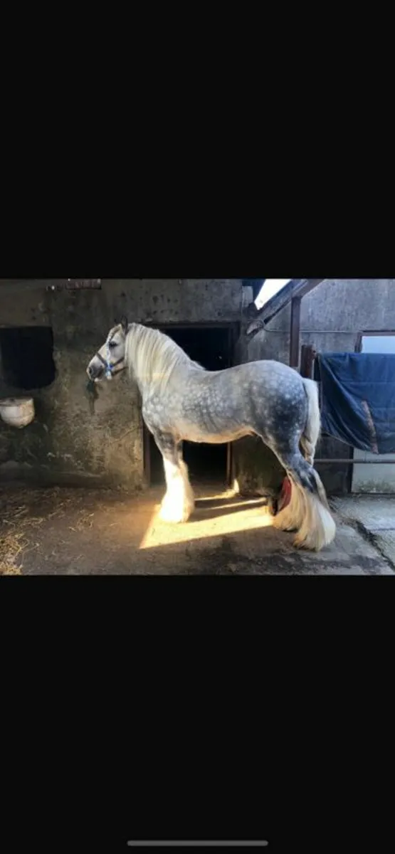 Cob Stallion at Stud - Image 1