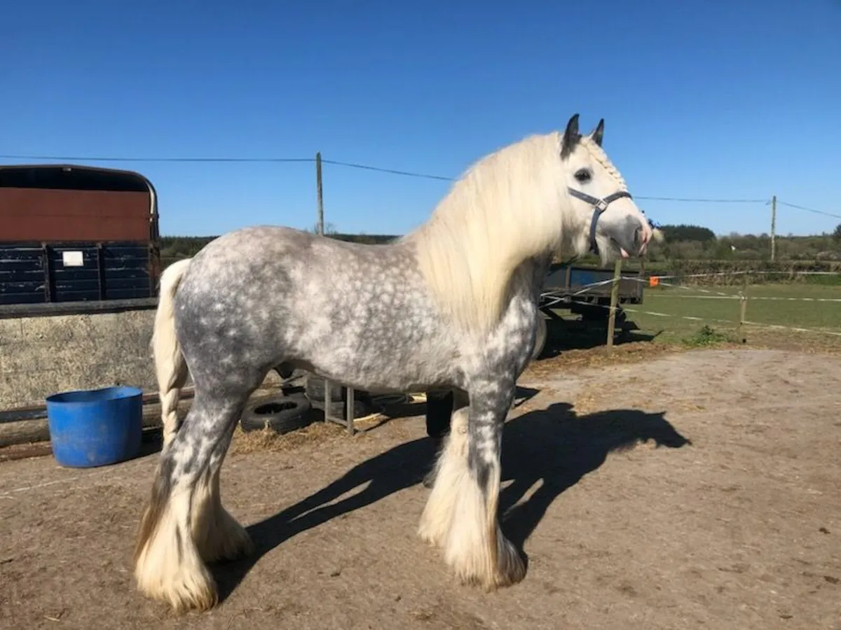 Cob Stallion at Stud - Image 2