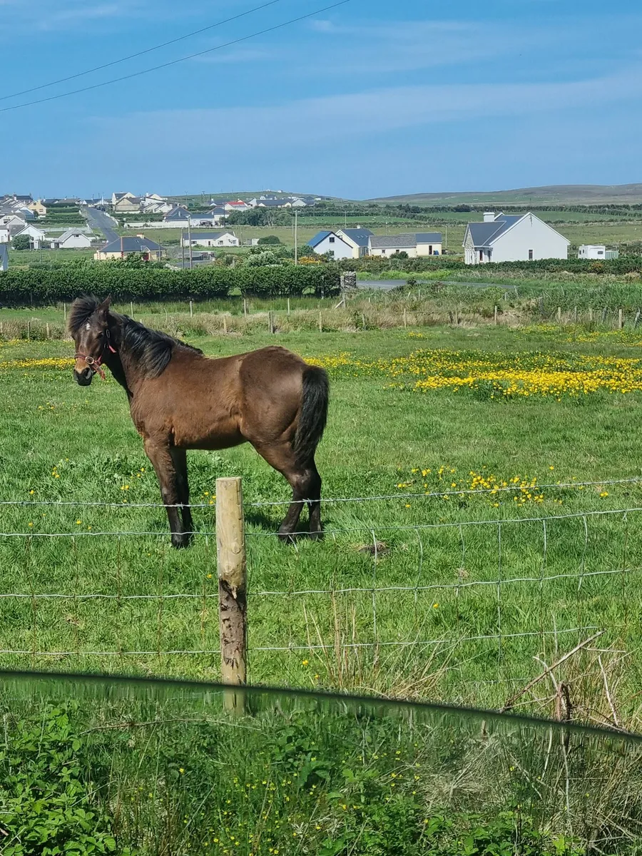 Horses - Image 1
