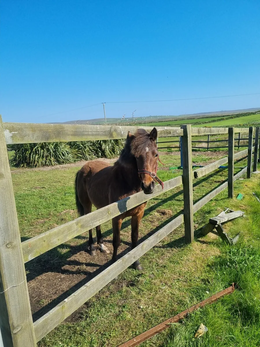 Horses - Image 2