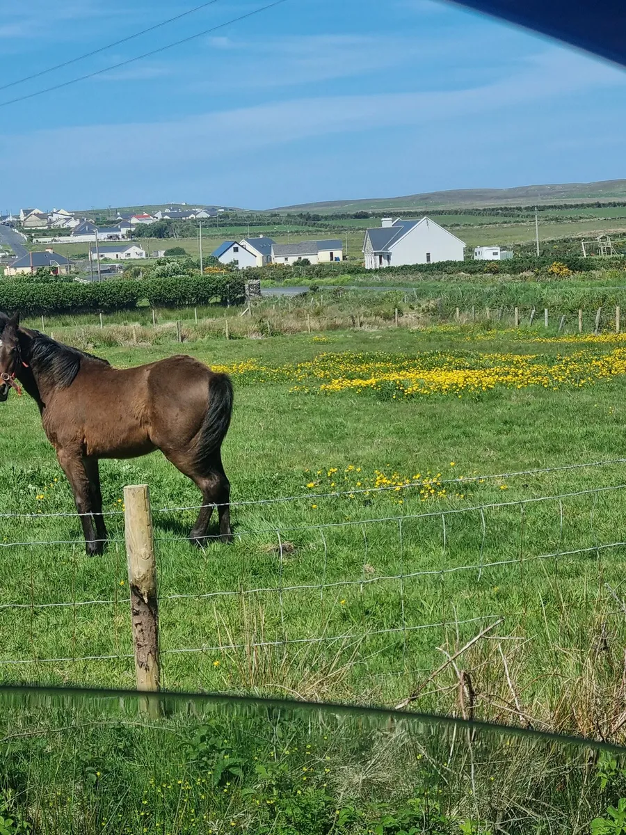 Horses - Image 3