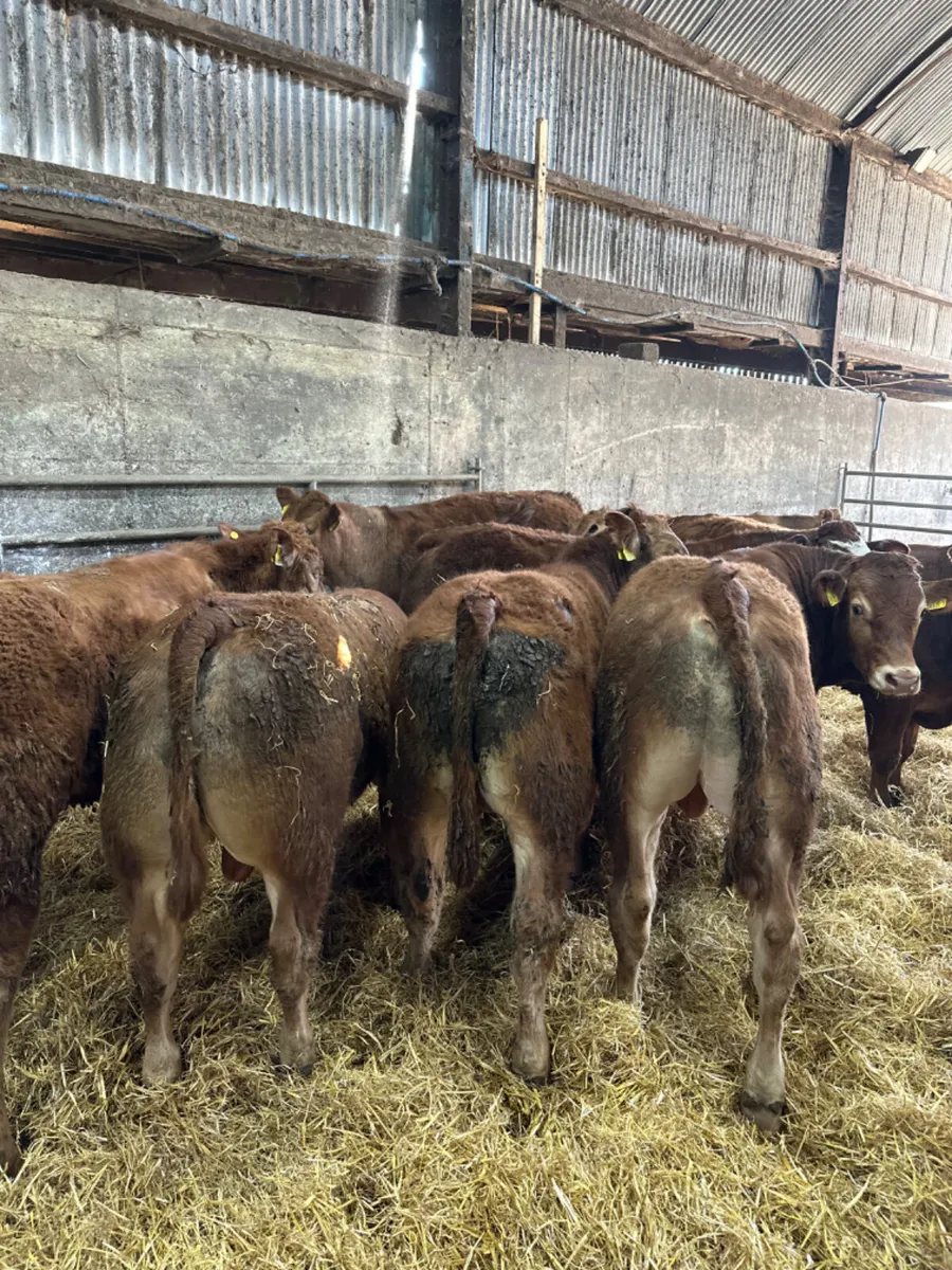 Lim bullocks and bulls - Image 1