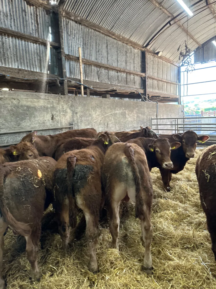 Lim bullocks and bulls - Image 3