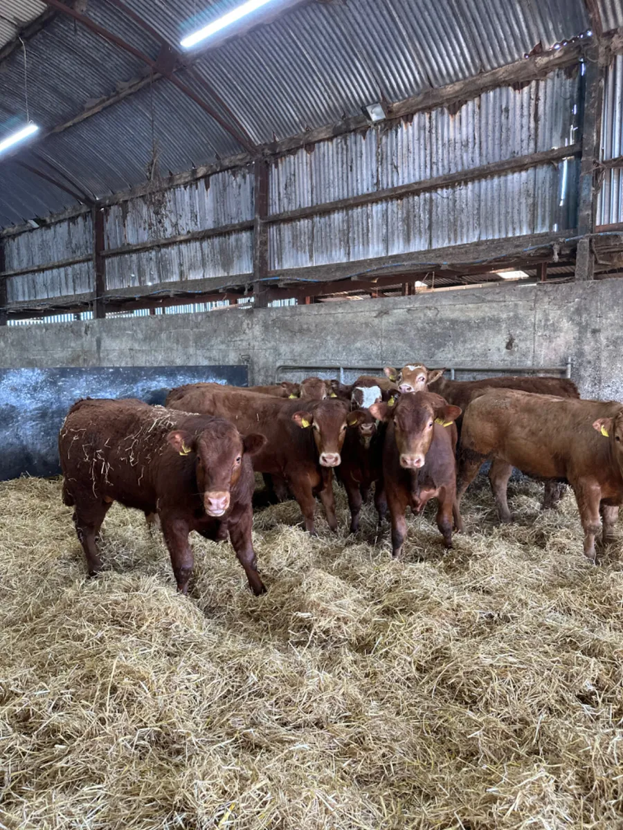 Lim bullocks and bulls - Image 4