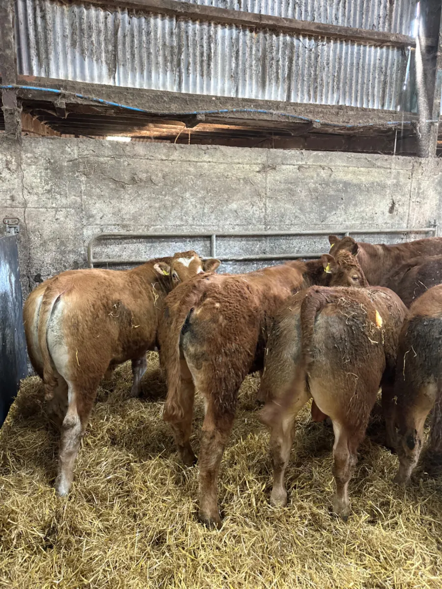 Lim bullocks and bulls - Image 2