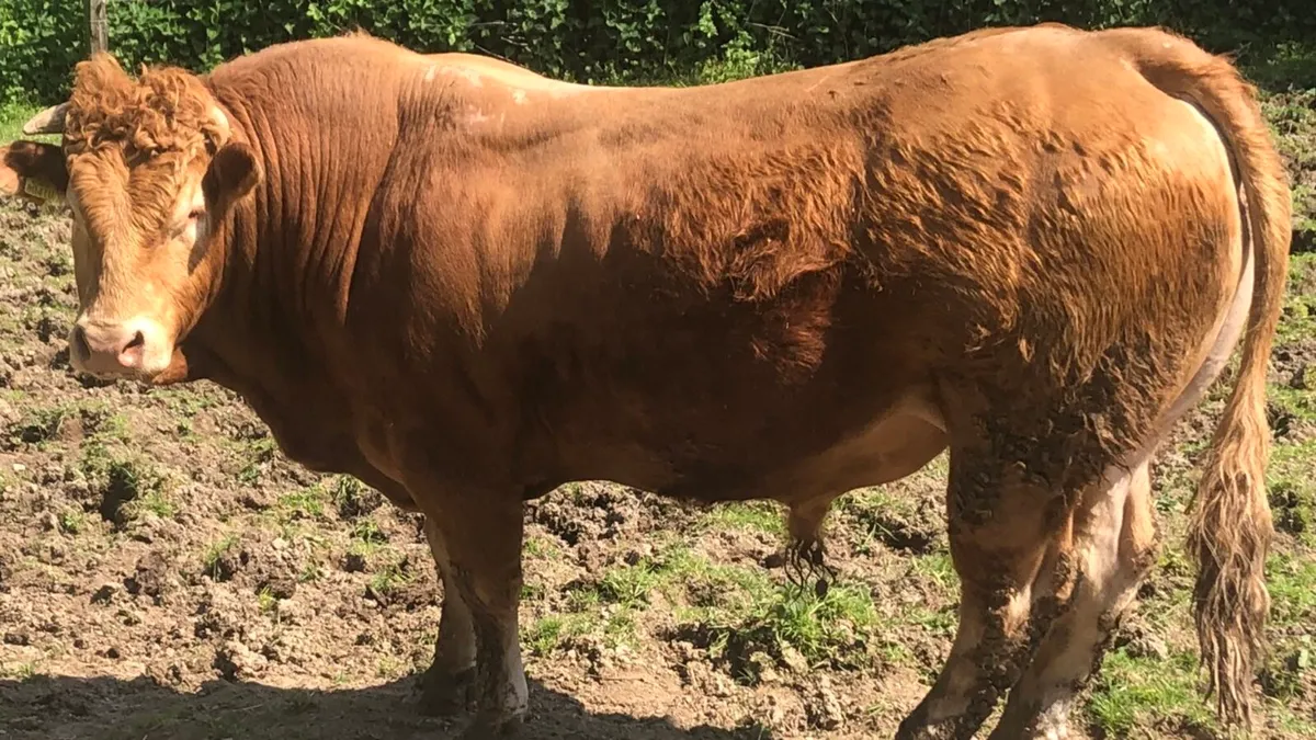 Limousin bull - Image 1