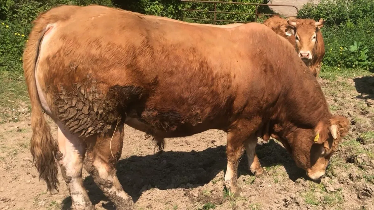 Limousin bull - Image 3