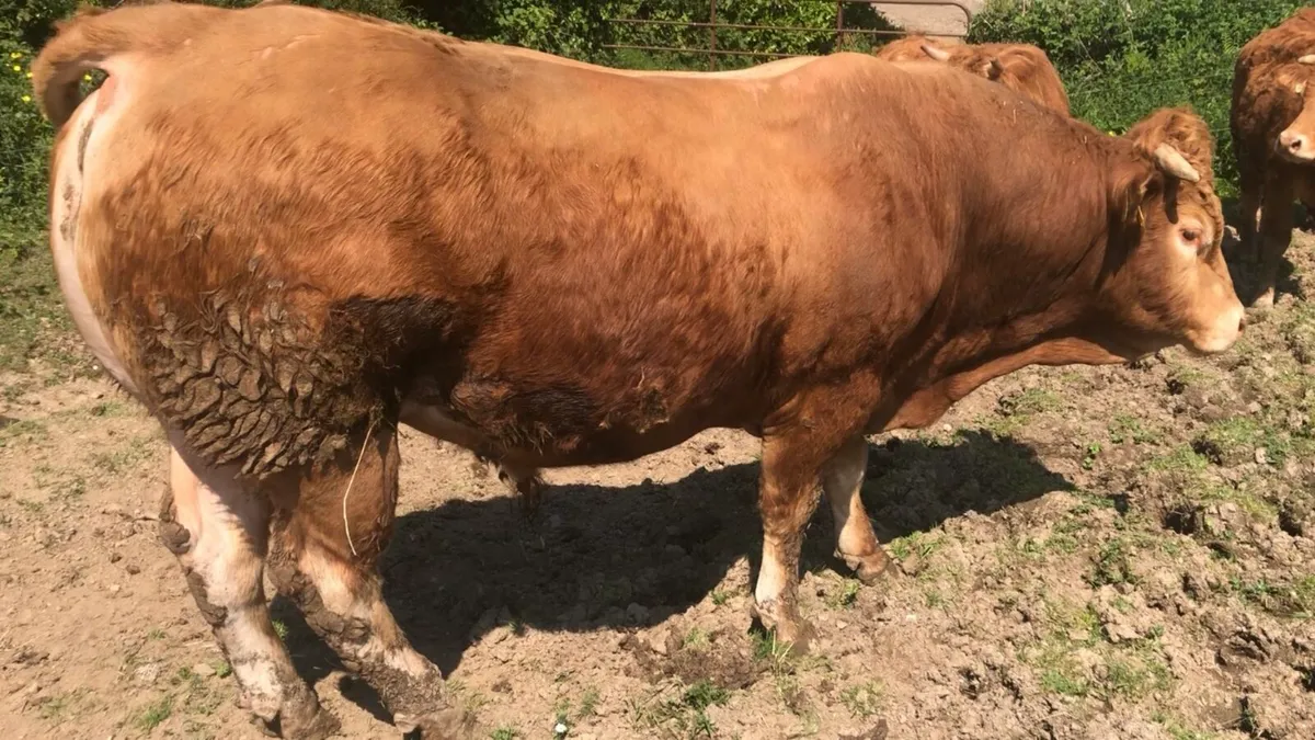 Limousin bull - Image 2