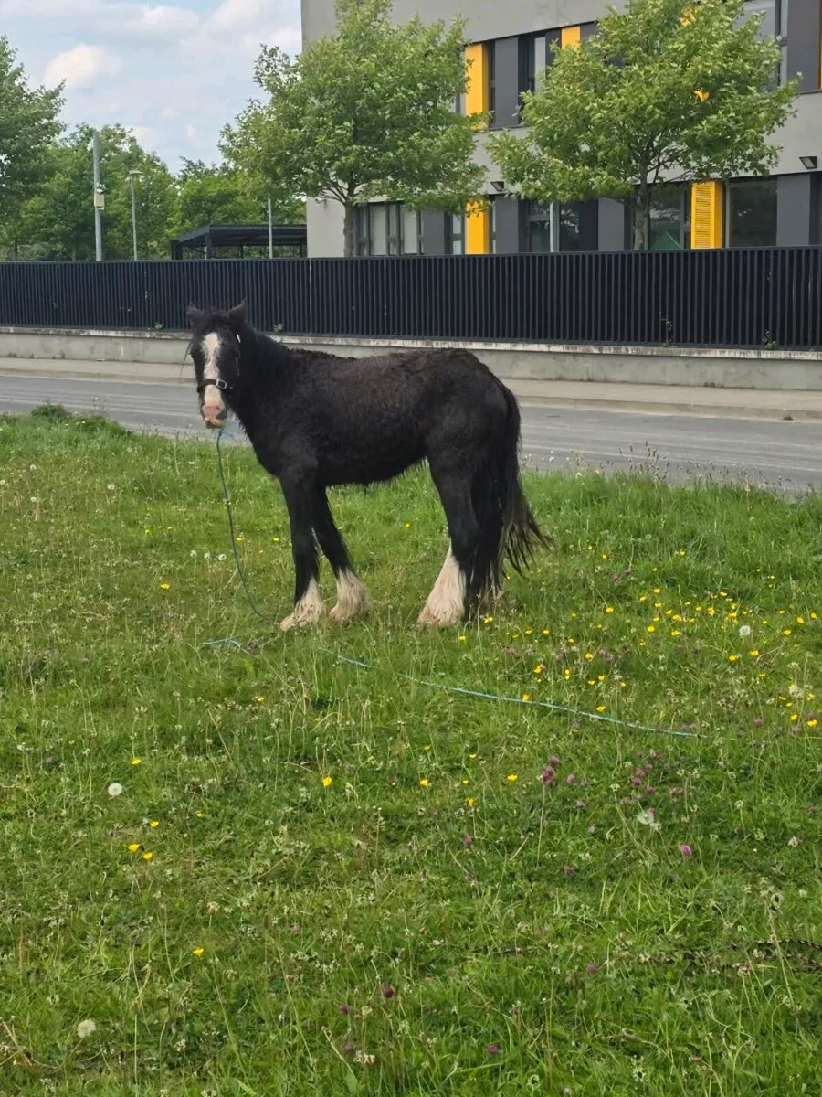 Pony - Image 2