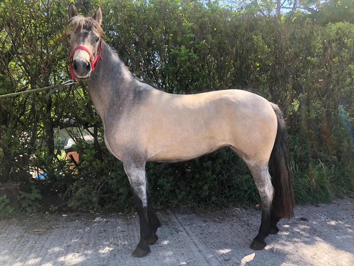 Connemara filly - Image 1
