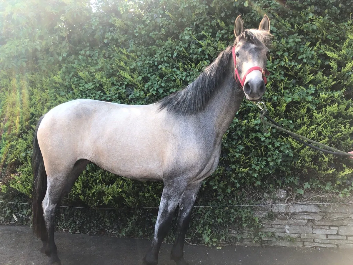 Connemara filly - Image 2