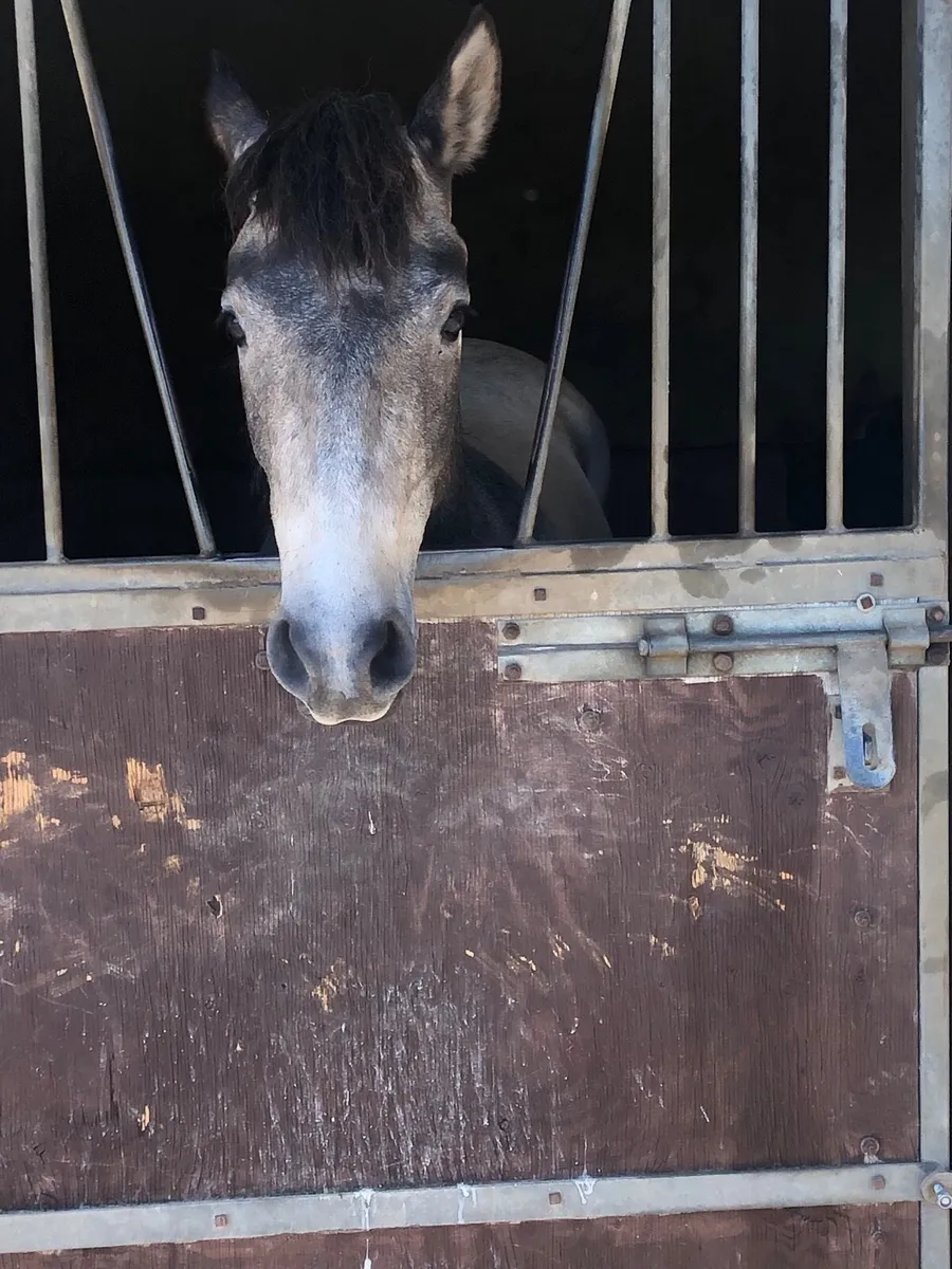 Connemara filly - Image 3