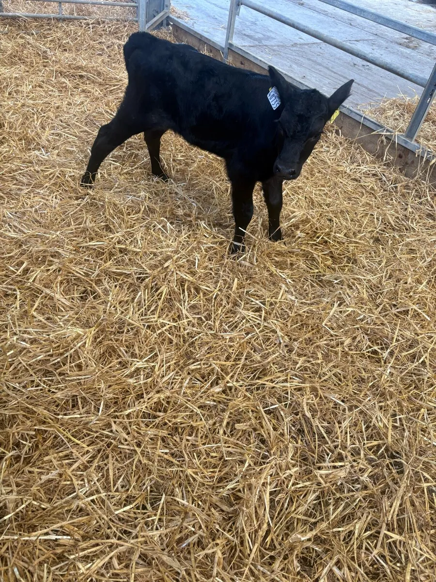 3 Angus calves for sale - Image 1