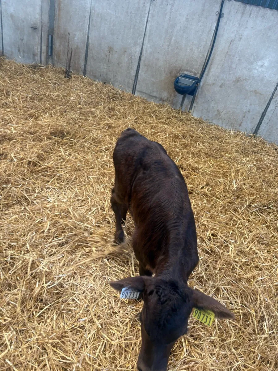 3 Angus calves for sale - Image 2