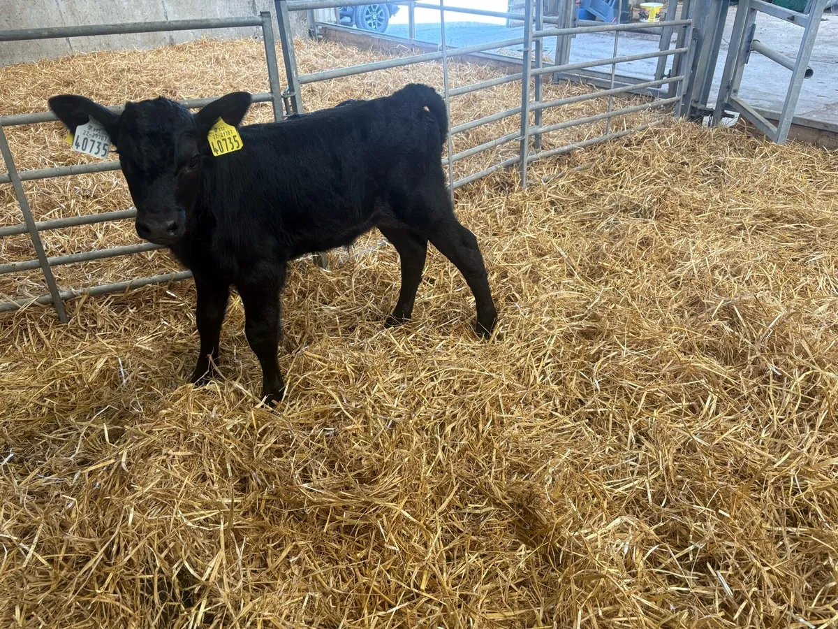 3 Angus calves for sale - Image 3