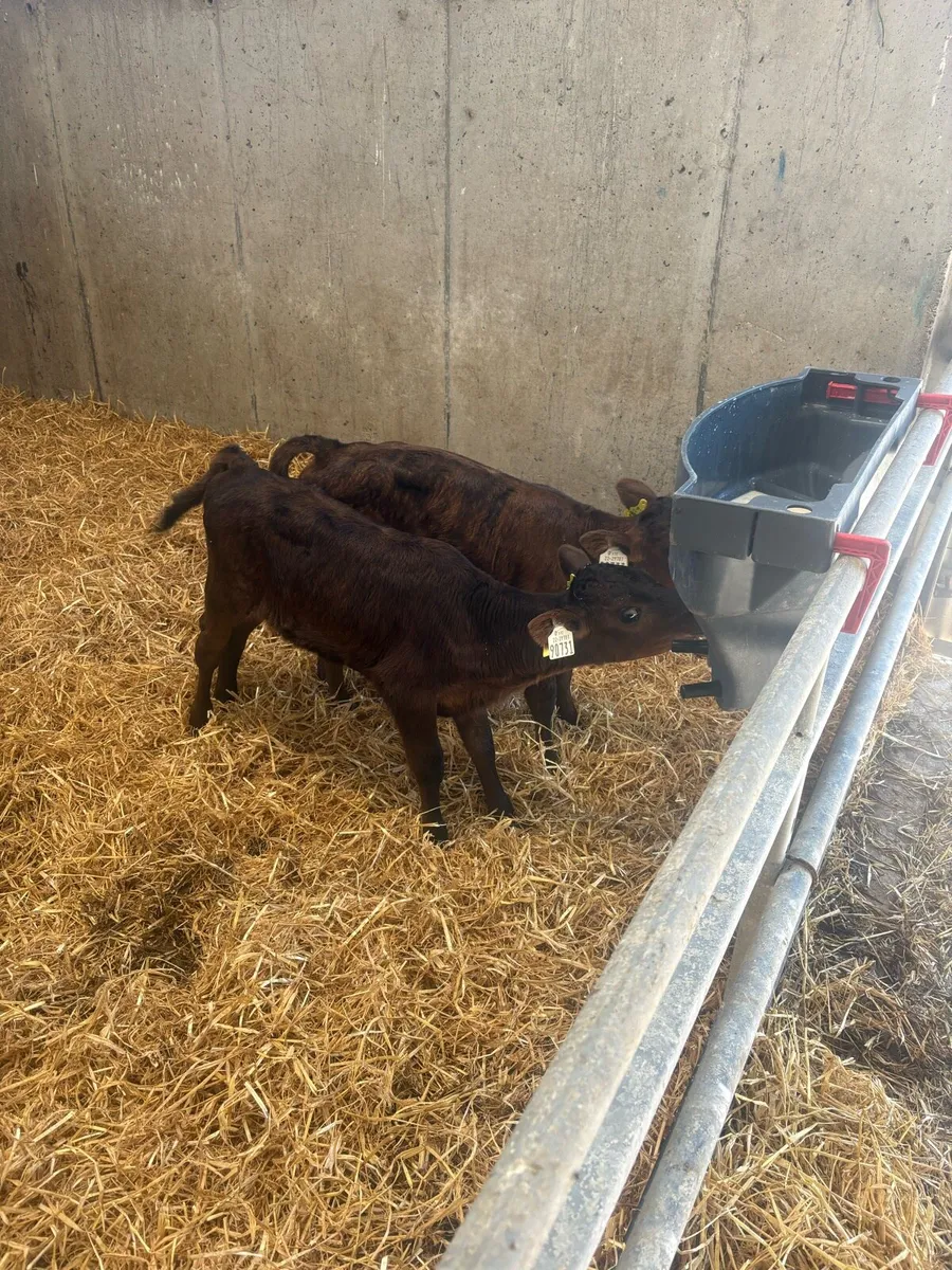 3 Angus calves for sale - Image 4