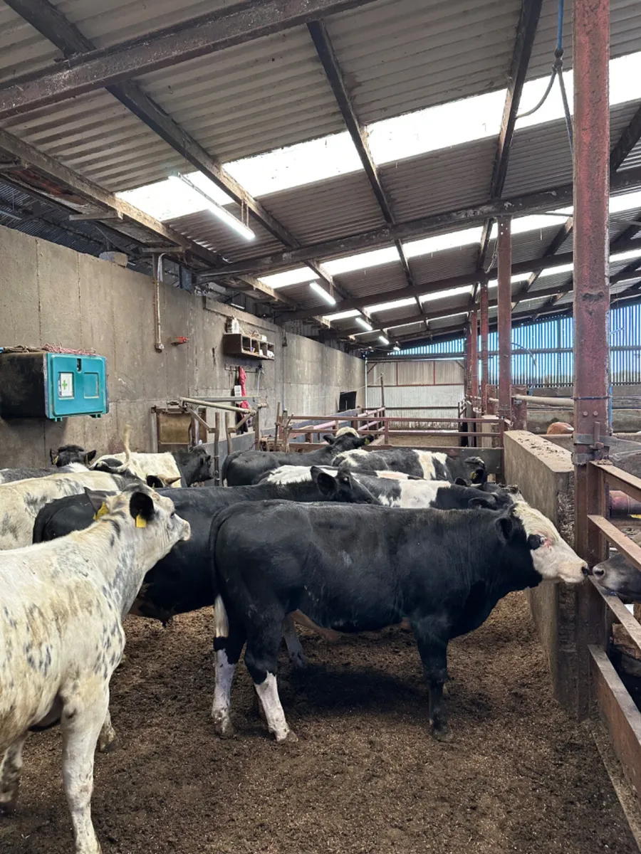 Blue Angus and Hereford bullocks and bulls - Image 1