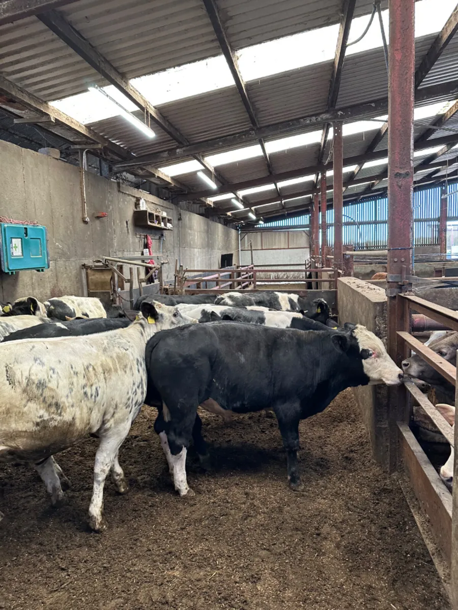 Blue Angus and Hereford bullocks and bulls - Image 2