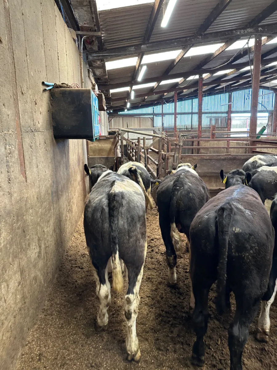 Blue Angus and Hereford bullocks and bulls - Image 4