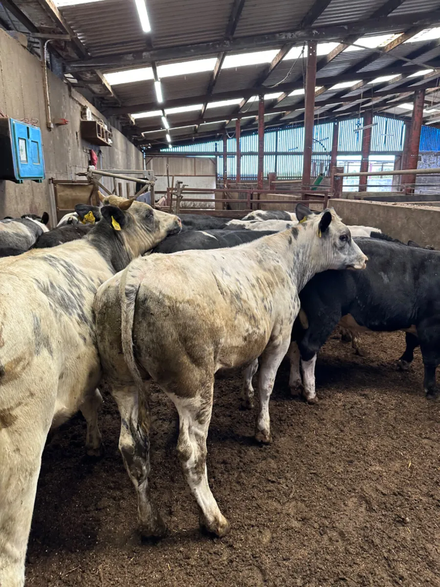 Blue Angus and Hereford bullocks and bulls - Image 3