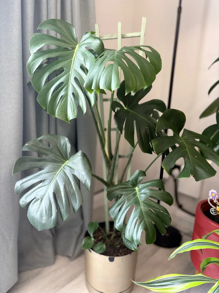Monstera for sale-small &large indoor plants - Image 1