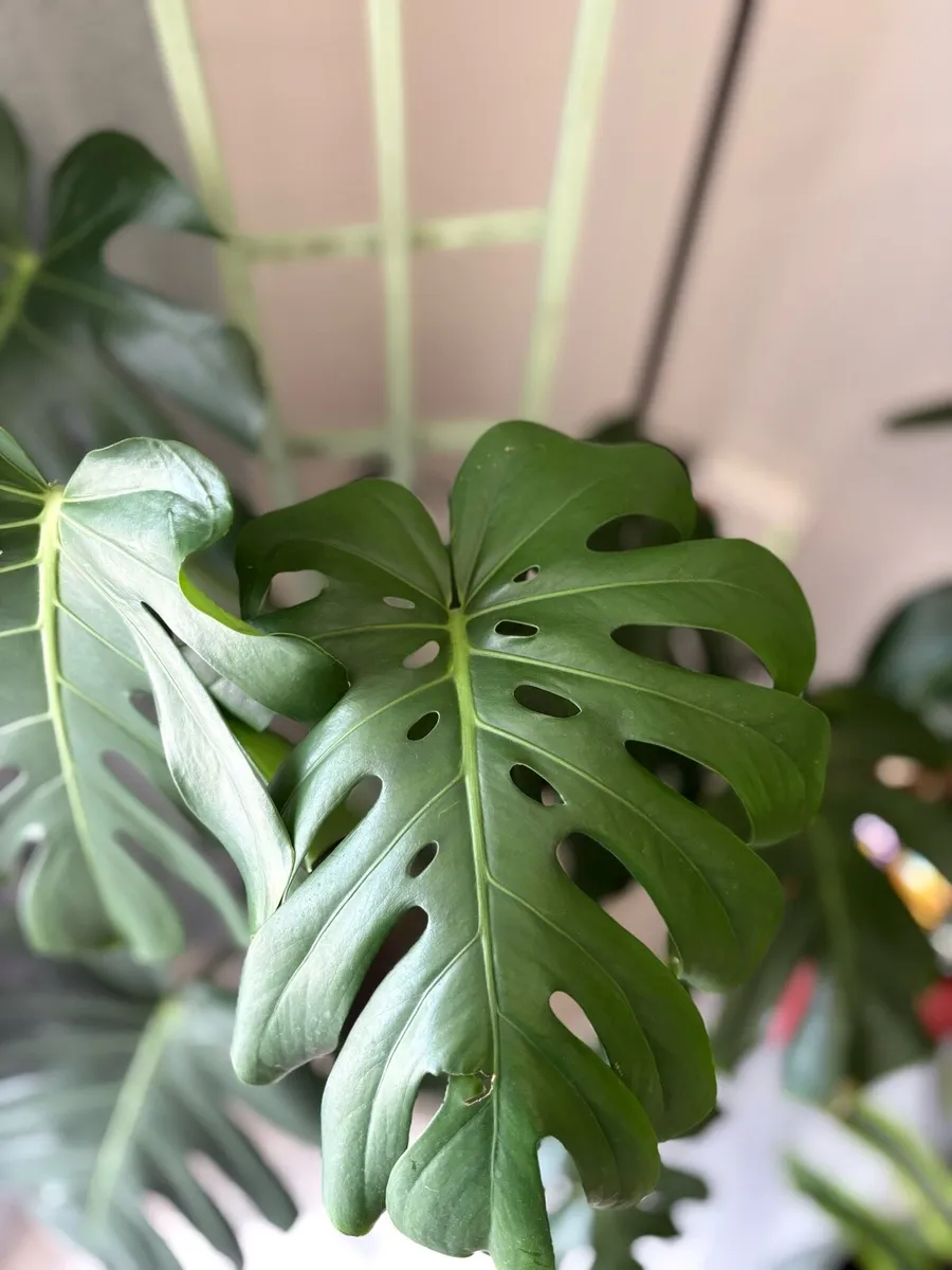 Monstera for sale-small &large indoor plants - Image 2