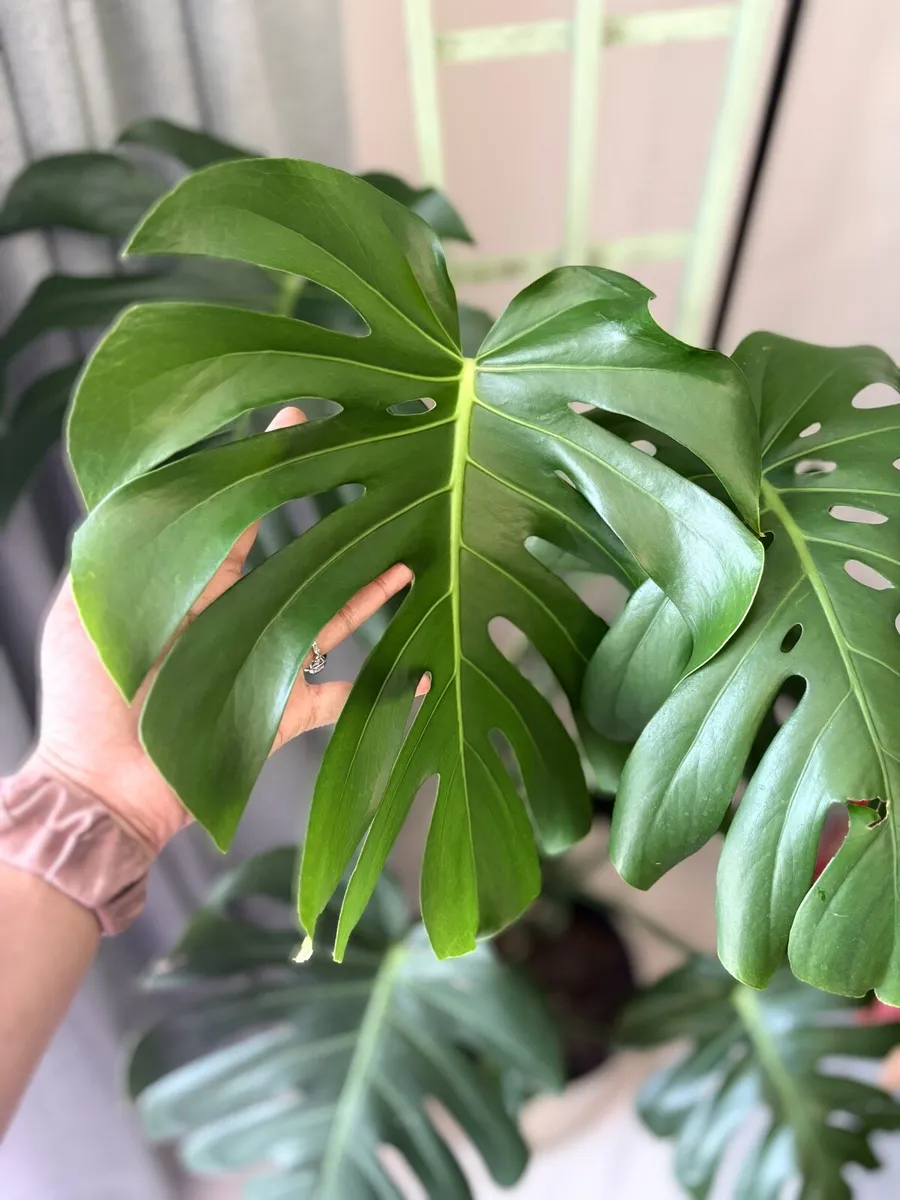 Monstera for sale-small &large indoor plants - Image 3