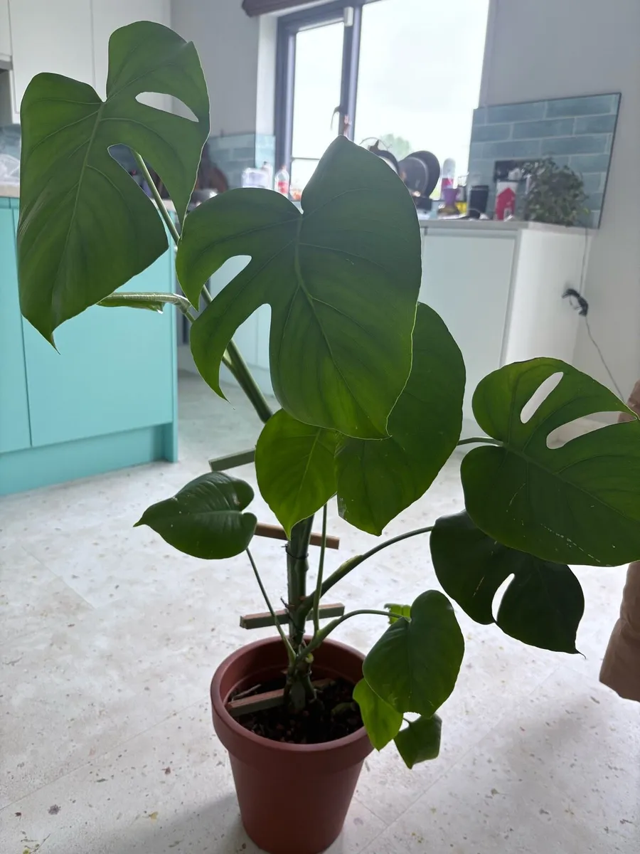 Monstera for sale-small &large indoor plants - Image 4