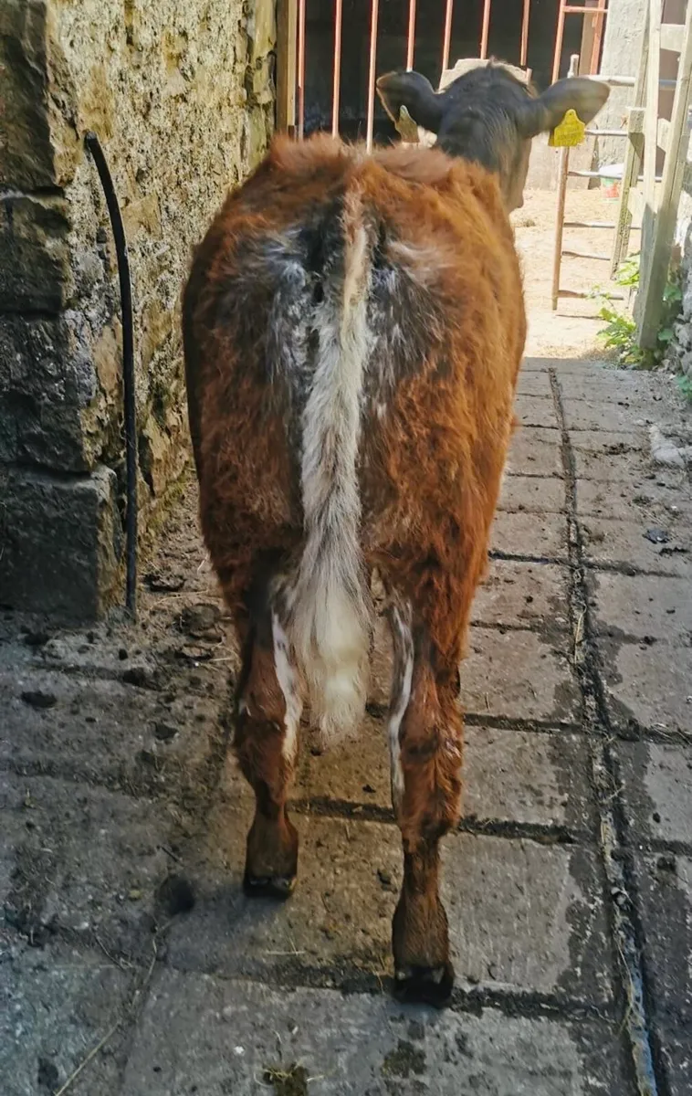 Super quality Hybrid Belgian blue heifer calf - Image 4