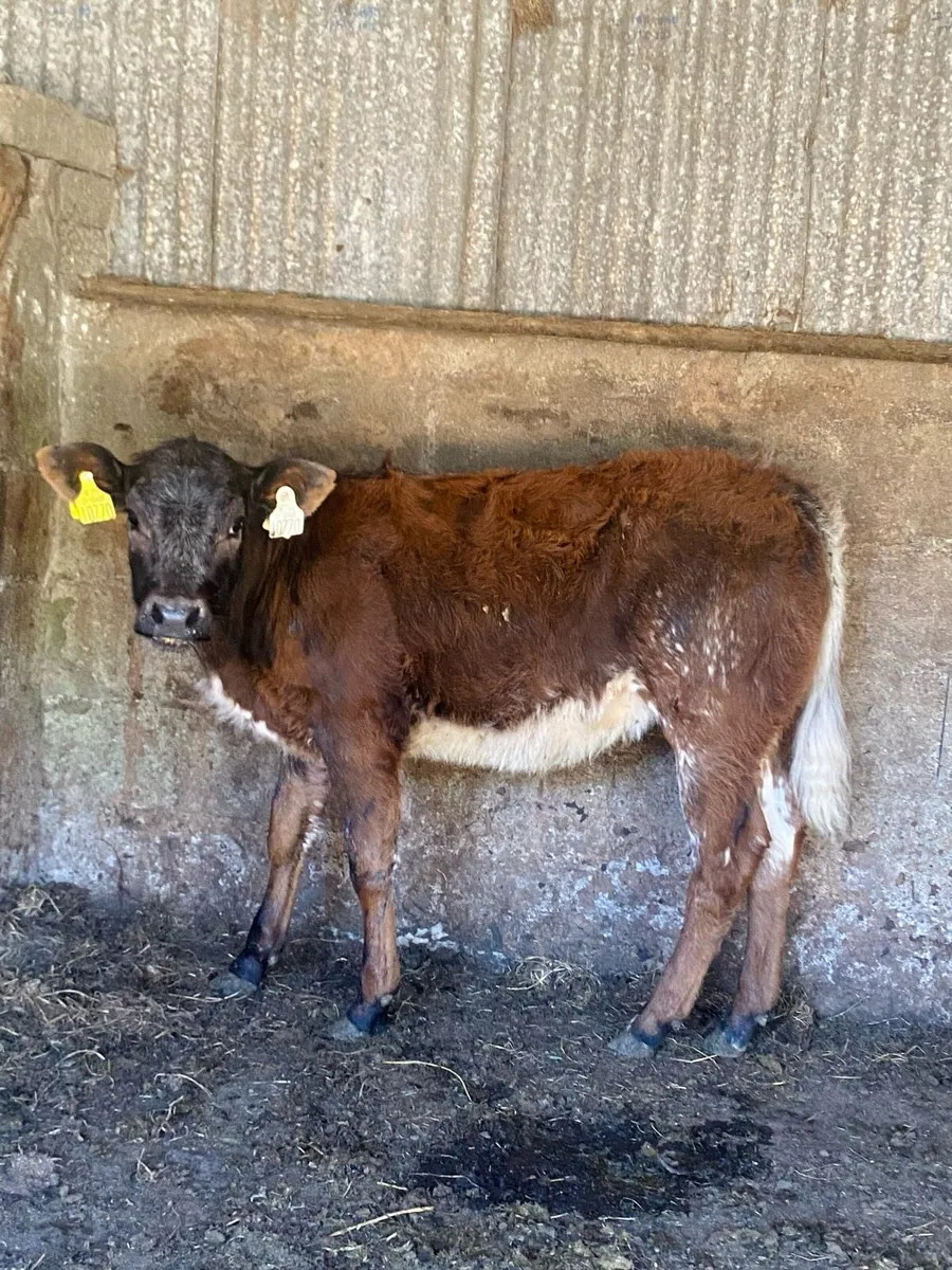 Super quality Hybrid Belgian blue heifer calf - Image 2