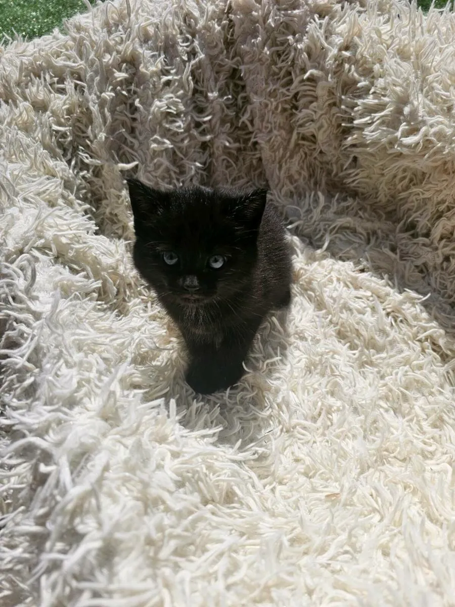 Kittens - Image 2