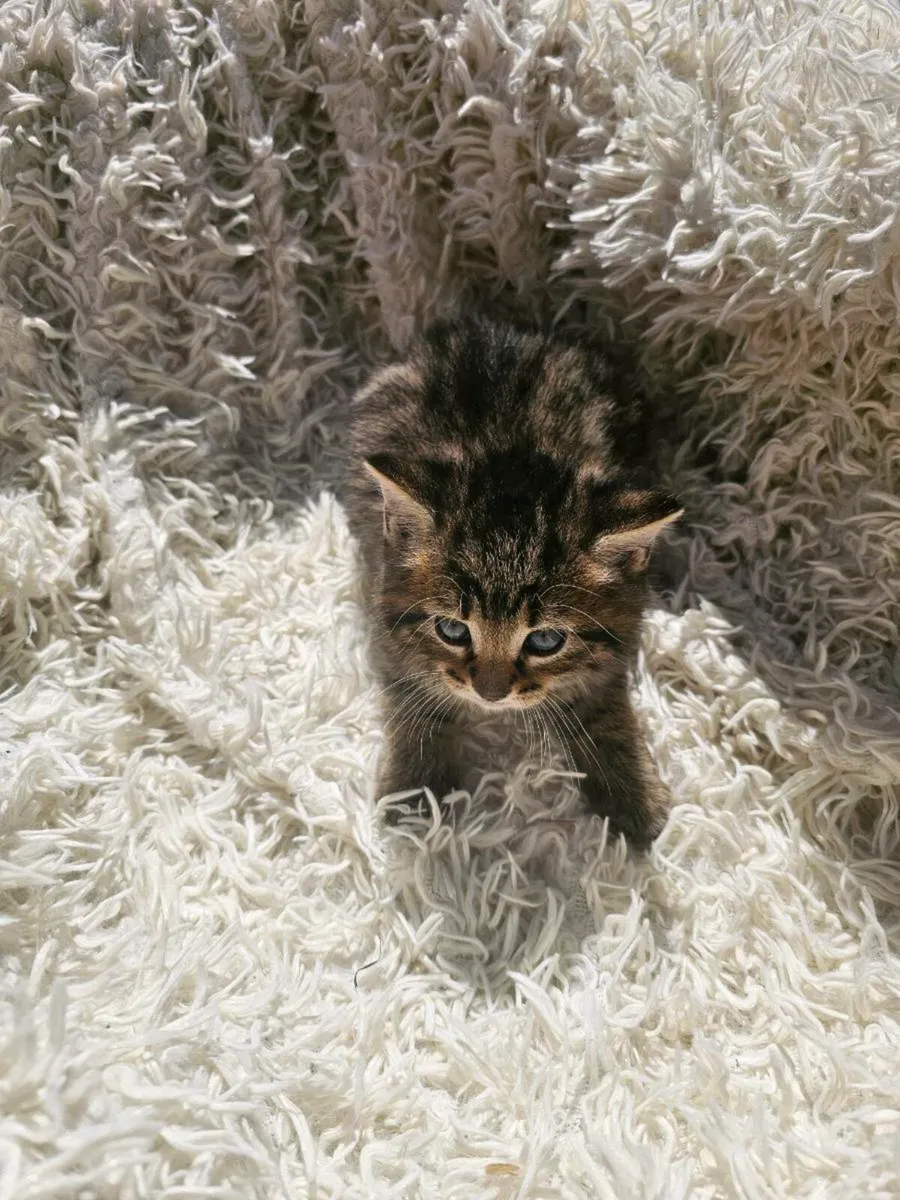 Kittens - Image 3