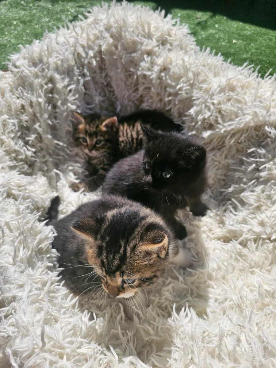 Kittens - Image 4