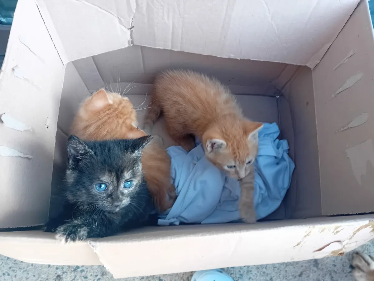 Kitten