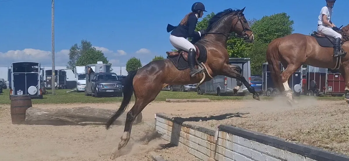 Very special gelding - Image 1