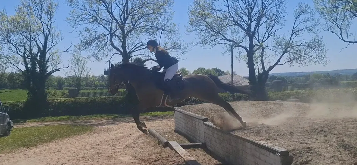 Very special gelding - Image 3