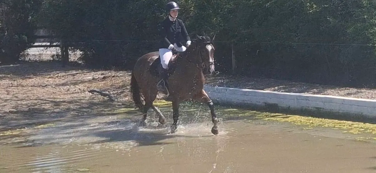 Very special gelding - Image 4
