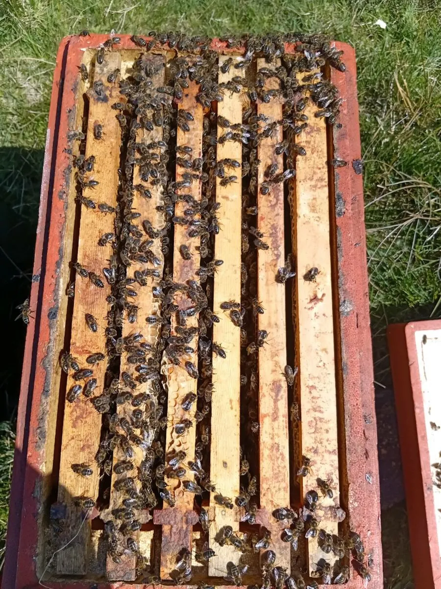 Bees nucs (2) - Image 2