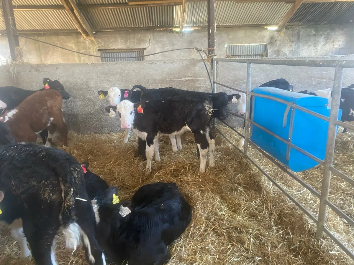 Special Entry of 70 reared Calves skibbereen Mart - Image 1