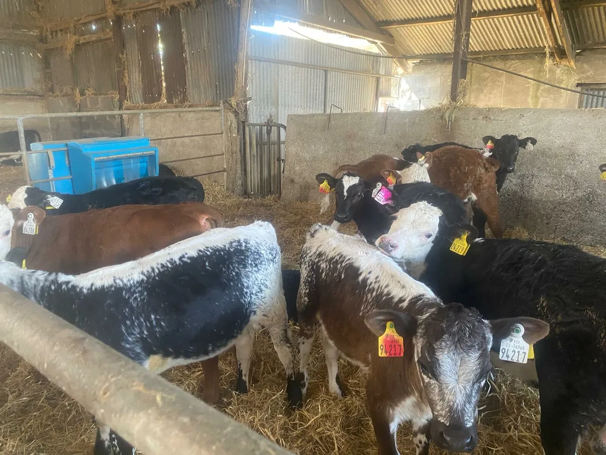 Special Entry of 70 reared Calves skibbereen Mart - Image 2