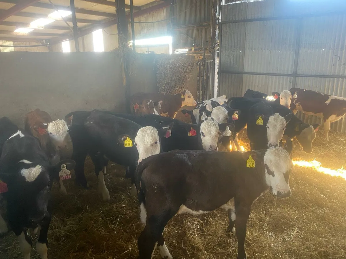 Special Entry of 70 reared Calves skibbereen Mart - Image 4