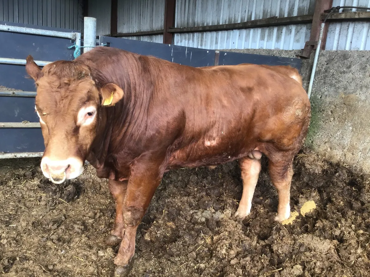 Bulls - Image 1