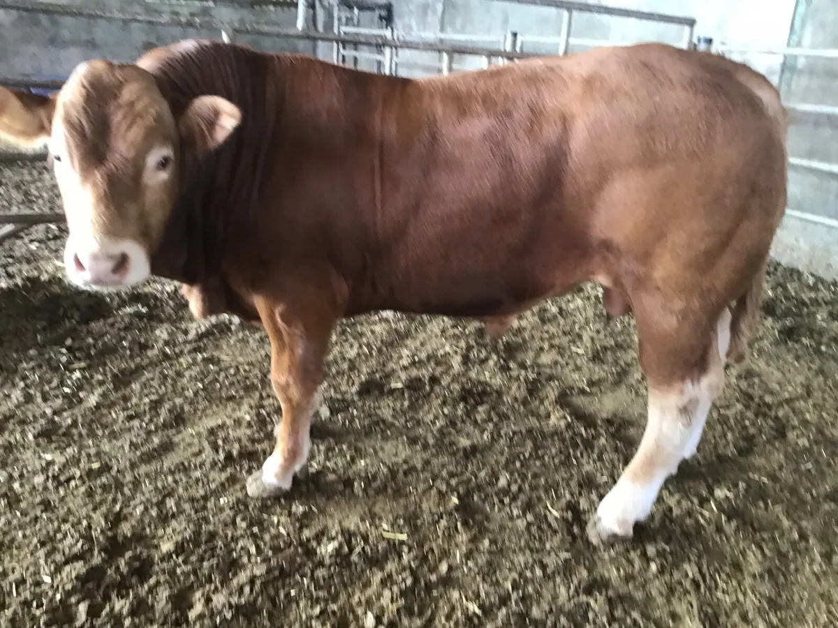 Bulls - Image 3