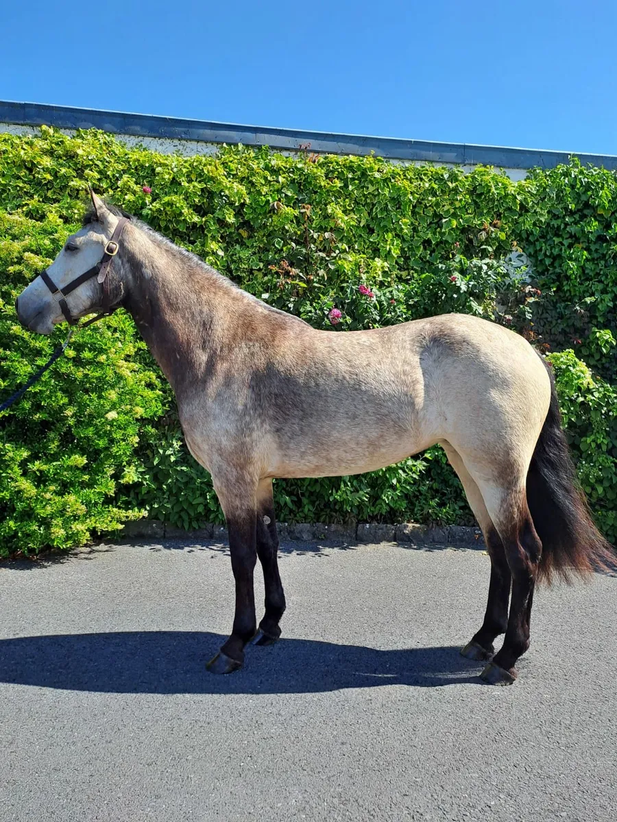Lot 634 in Clifden on Sunday