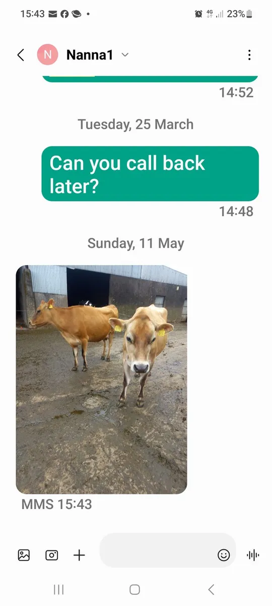 Jersey cattle - Image 1