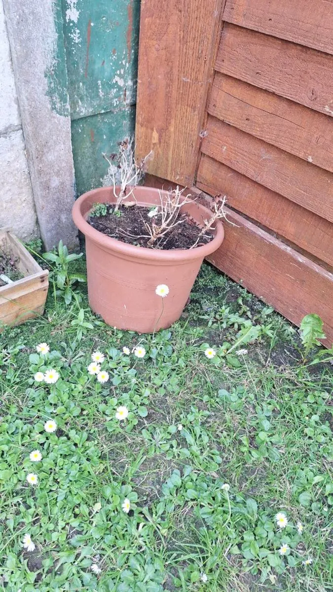pots - Image 4