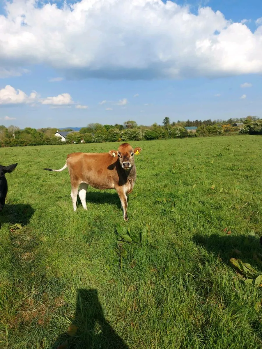 Jersey cattle - Image 2