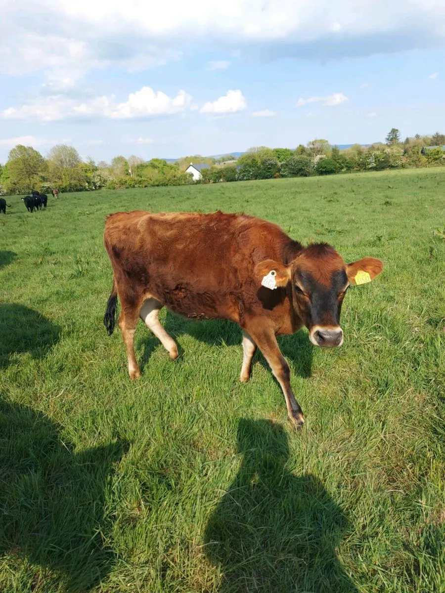 Jersey cattle - Image 3
