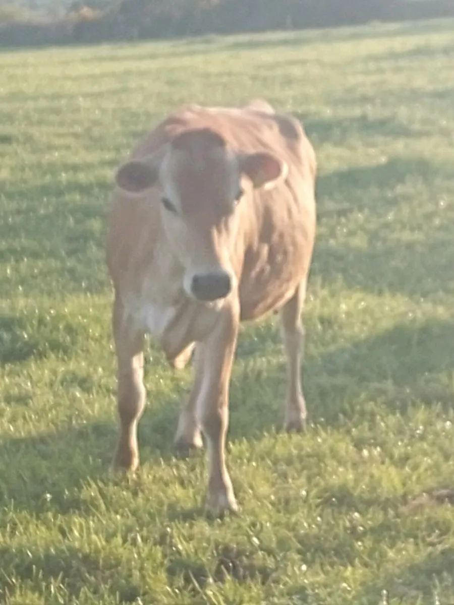 Jersey cattle - Image 4